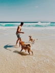 man and two adult golden retrievers playing in beach