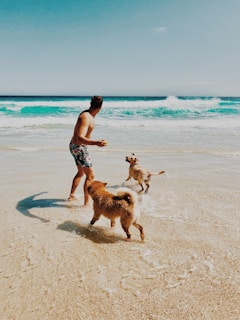man and two adult golden retrievers playing in beach