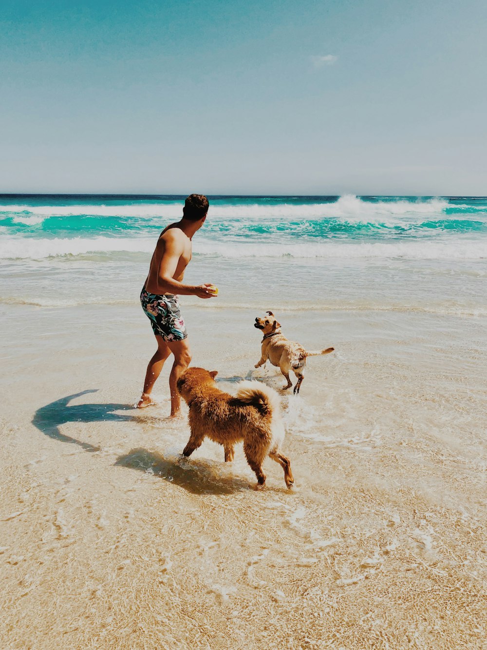 Mann und zwei erwachsene Golden Retriever spielen am Strand