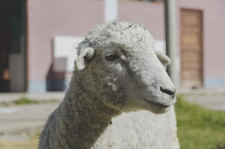 A white sheep standing on top of a lush green field