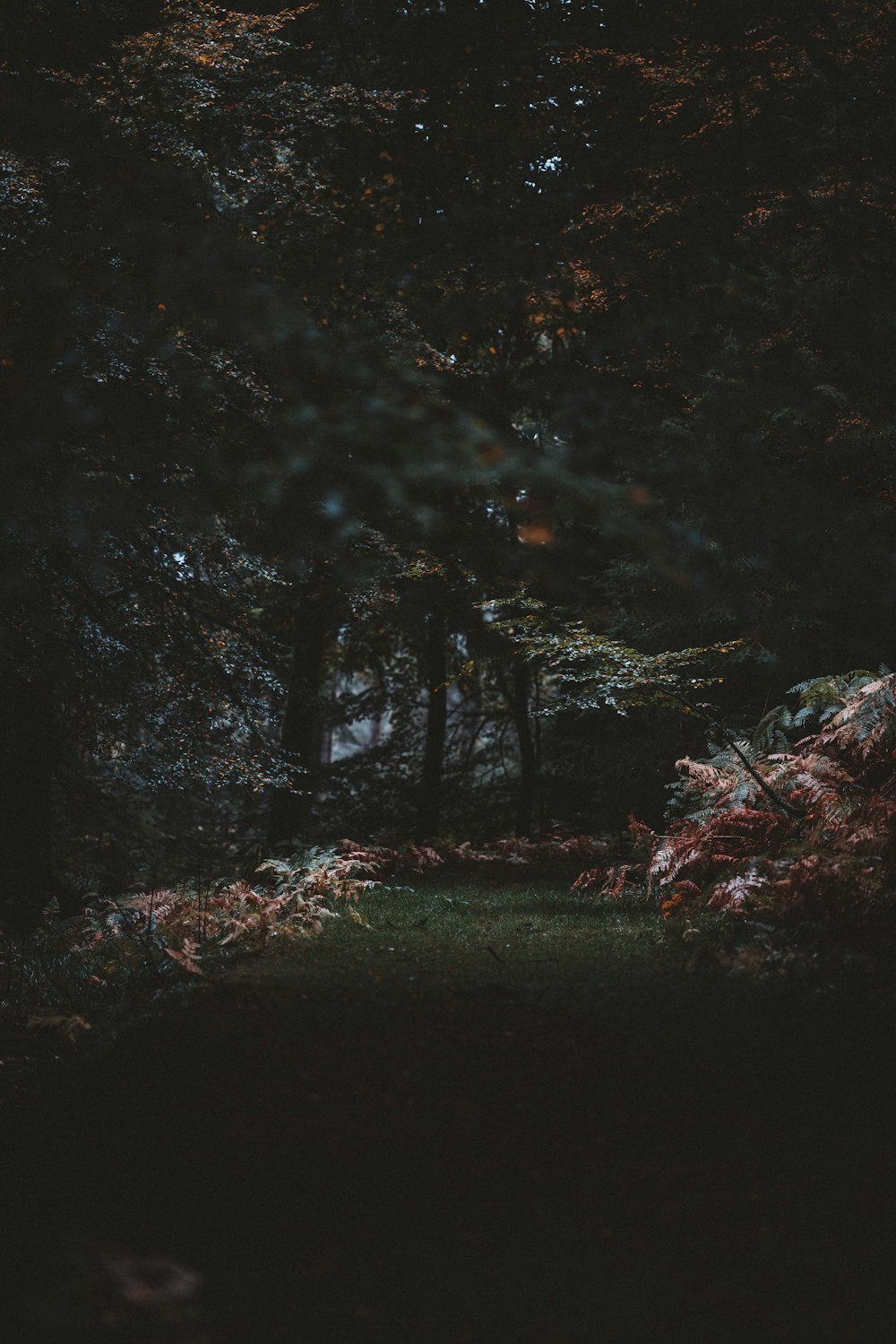 green-leafed trees during daytime