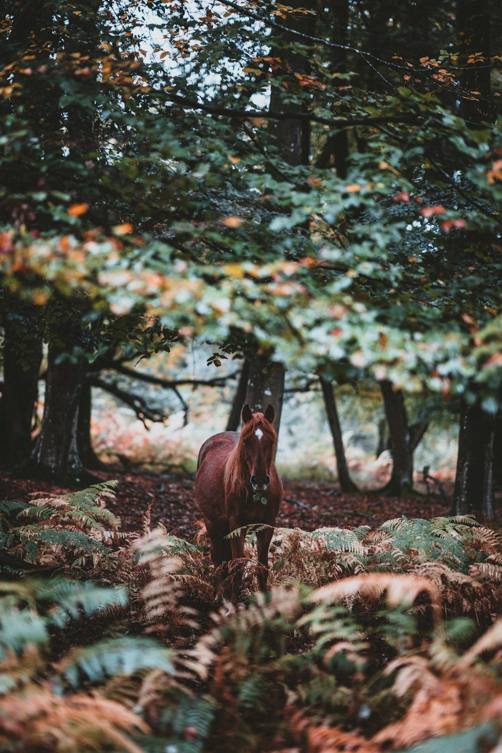 cavalo marrom perto de plantas durante o dia