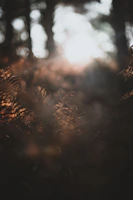 A serene natural photography shot capturing morning light filtering through a dense forest.