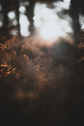 A serene natural photography shot capturing morning light filtering through a dense forest.