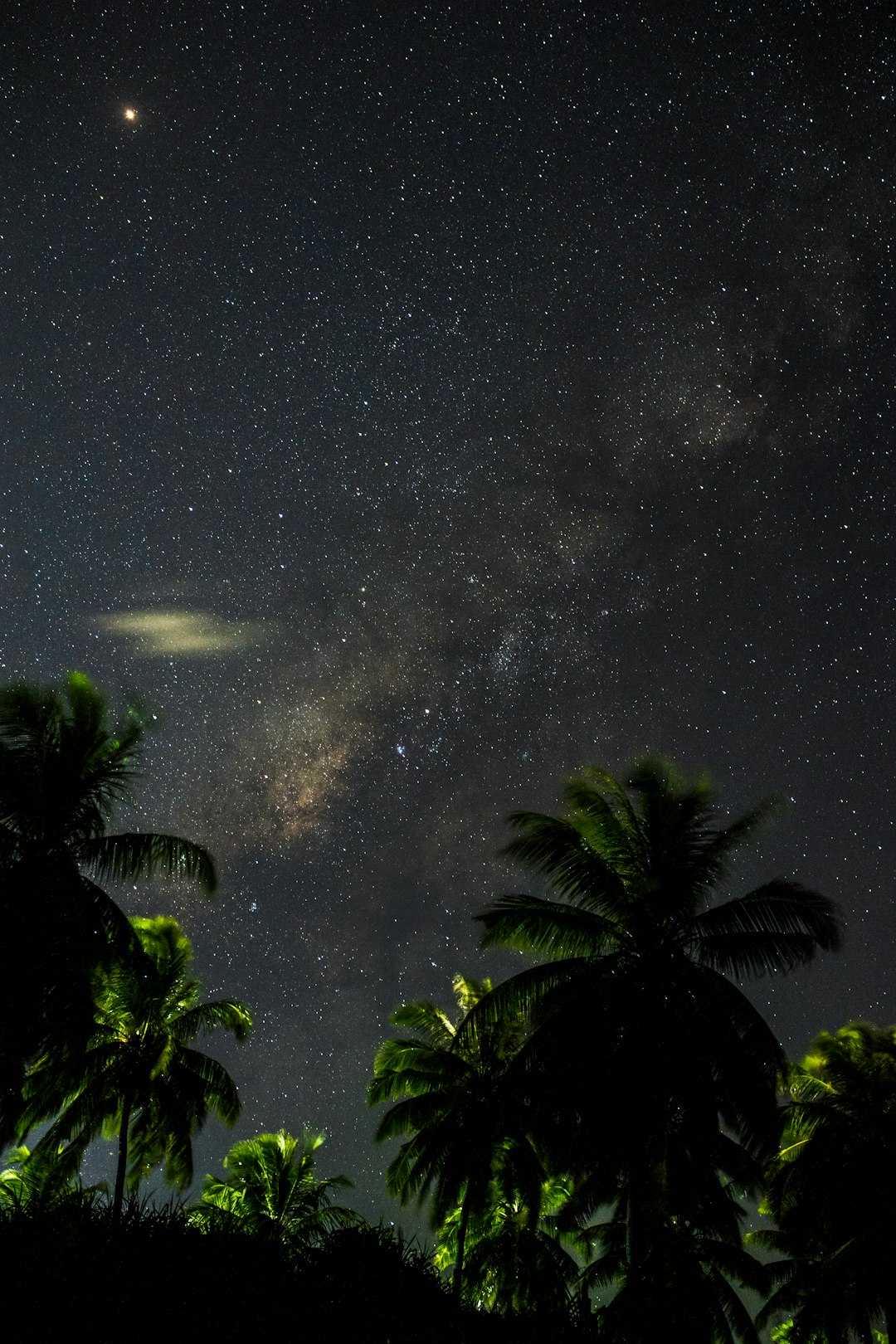 green trees under sky filled with stars
