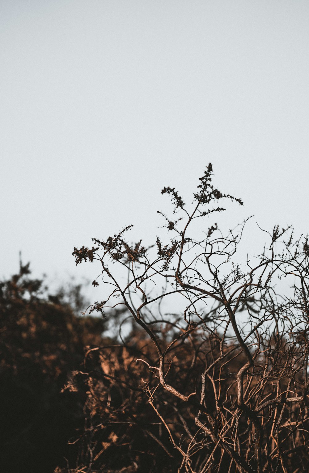 shallow focus photography of tree