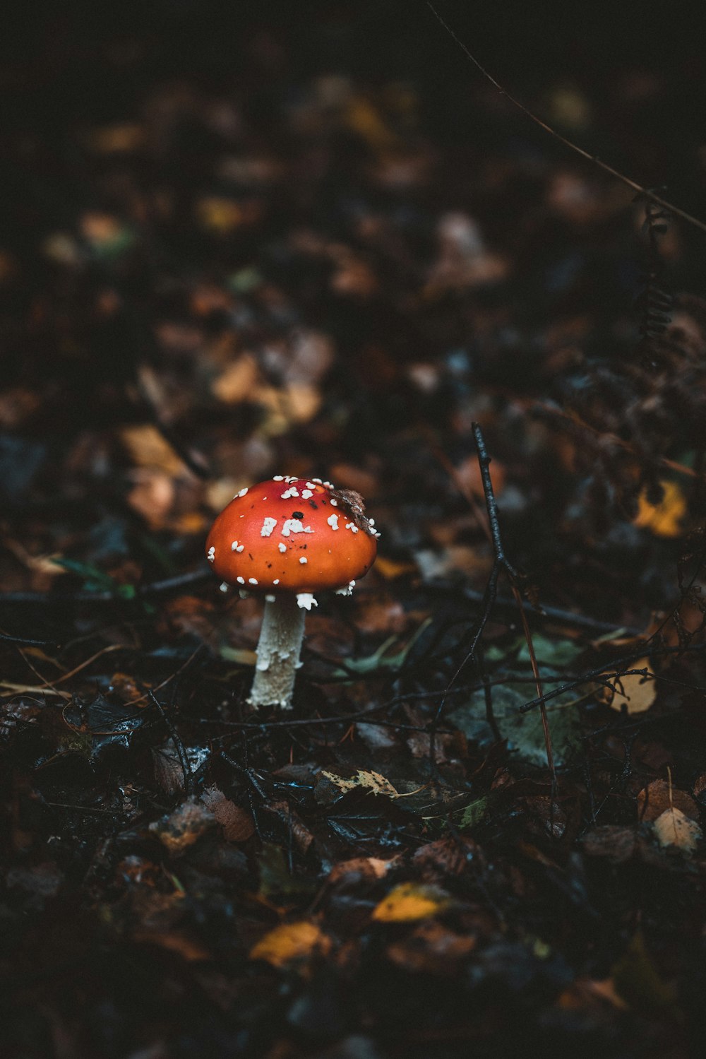 red and white mushroom on forest