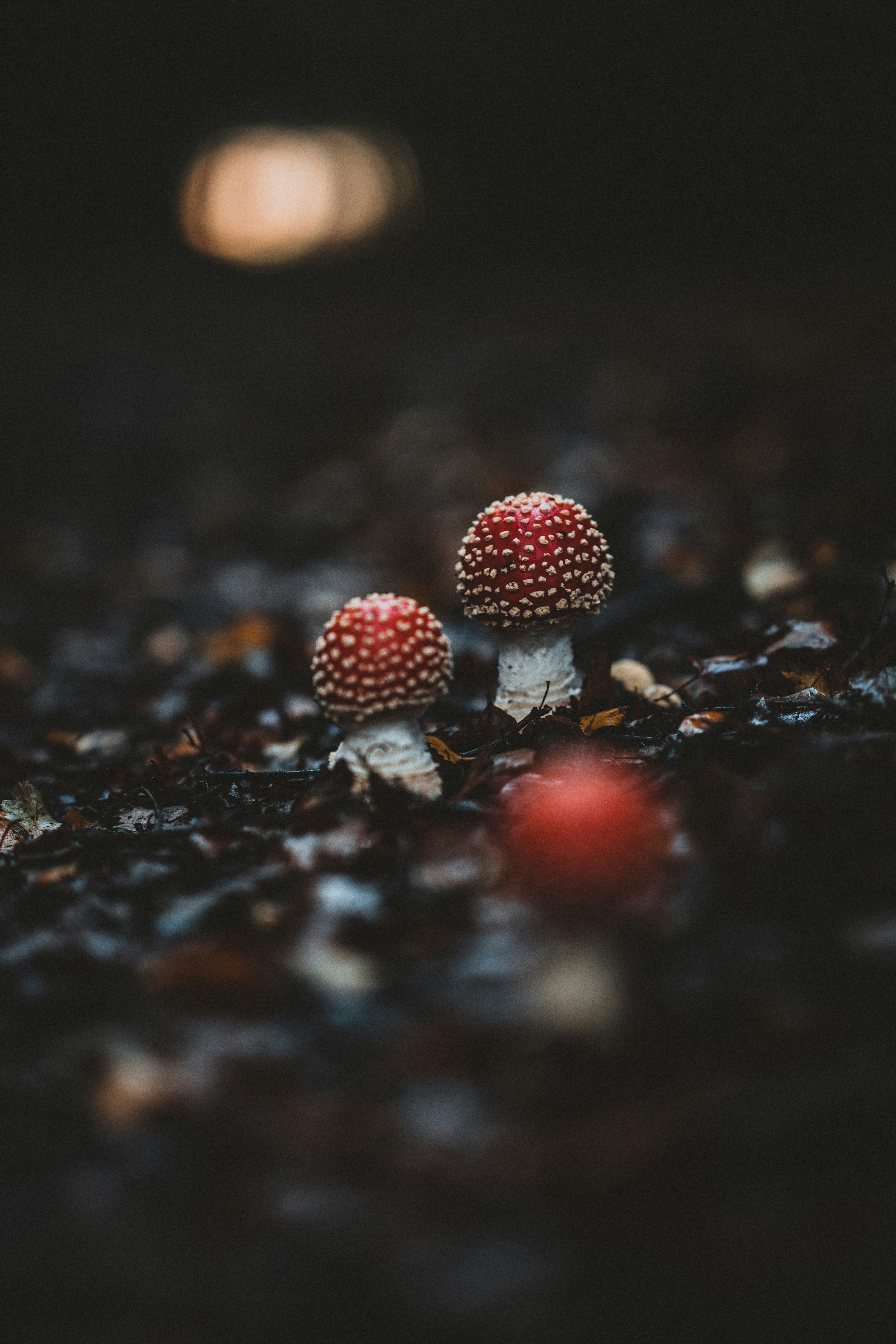 Photo by anniespratt