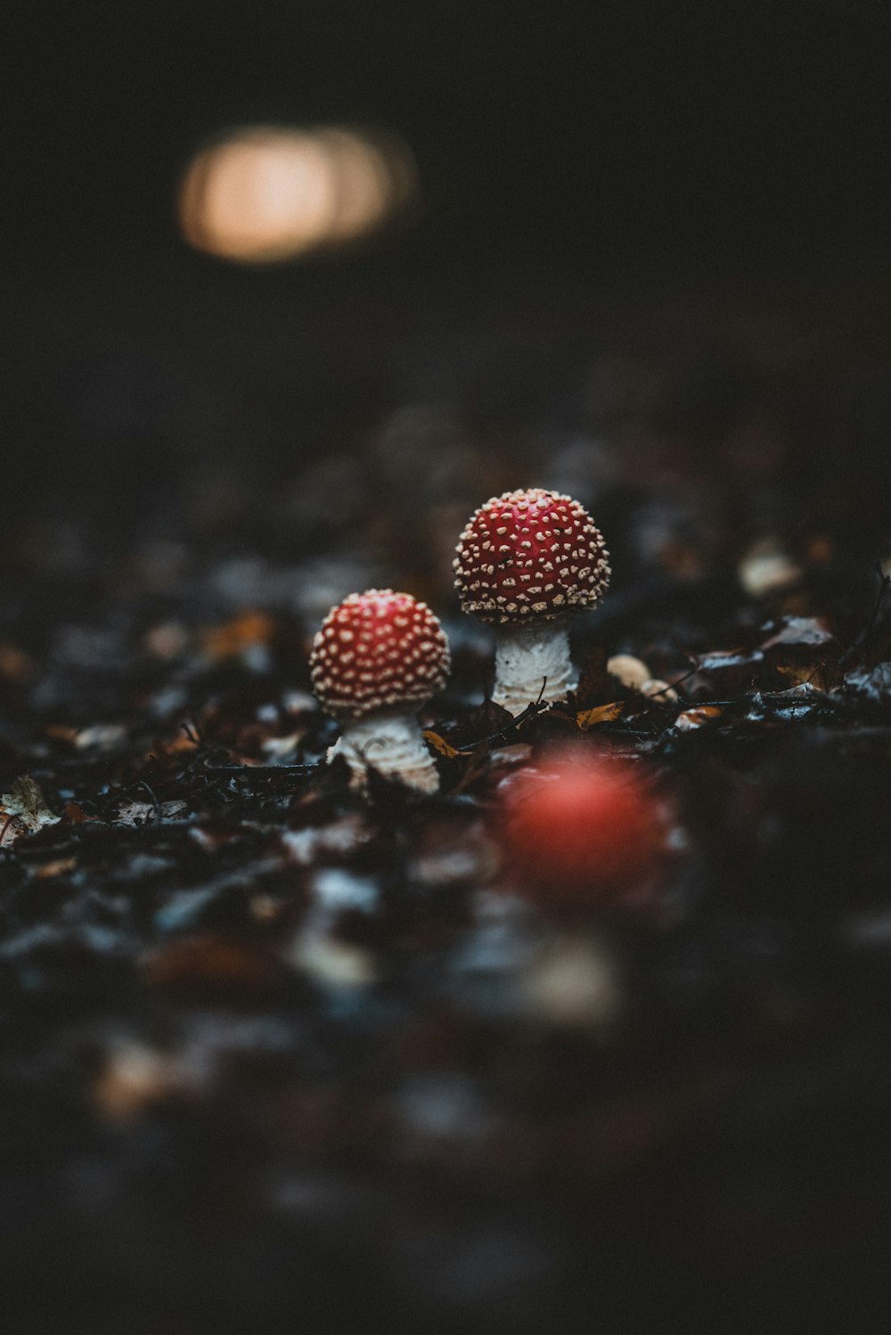 shallow focus photography of red mushroom