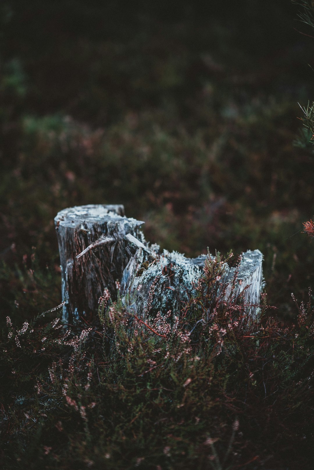 white tree trunk surrounded by grass