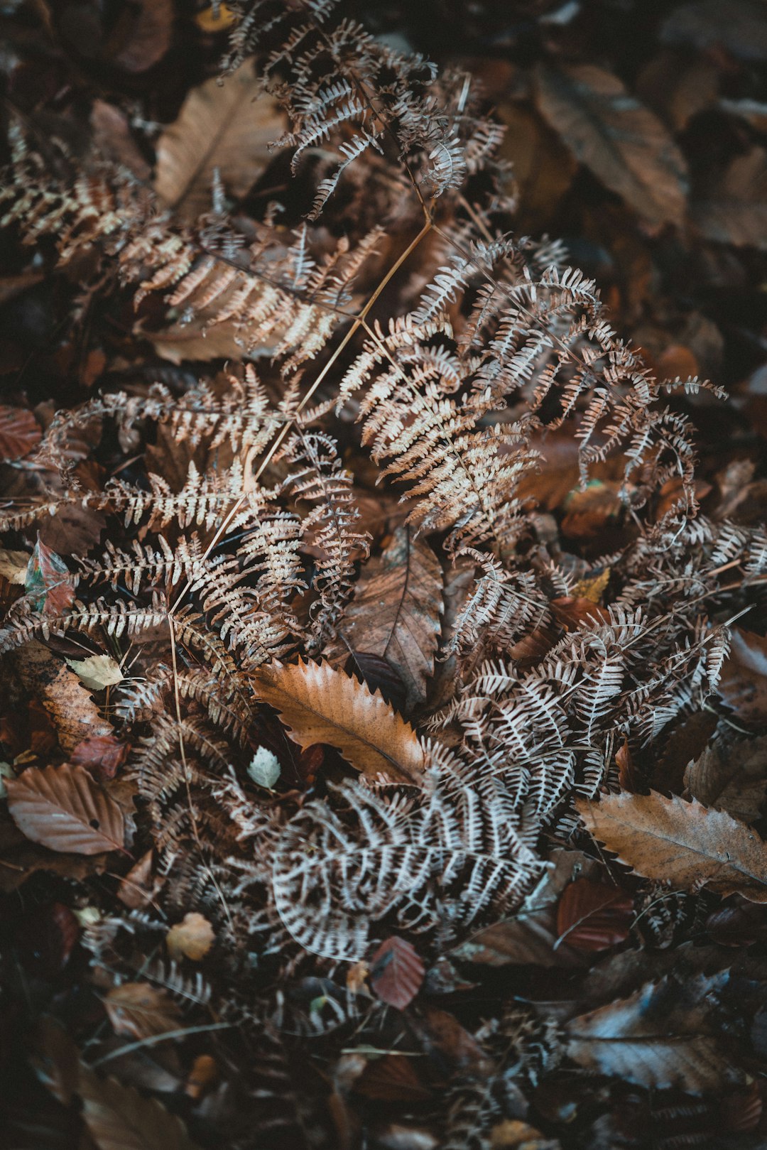 brown bipinnate leaves