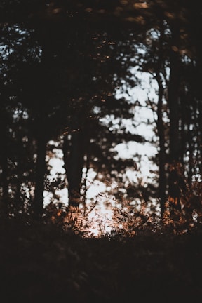 A gentle morning sunlight filtering through delicate forest leaves.
