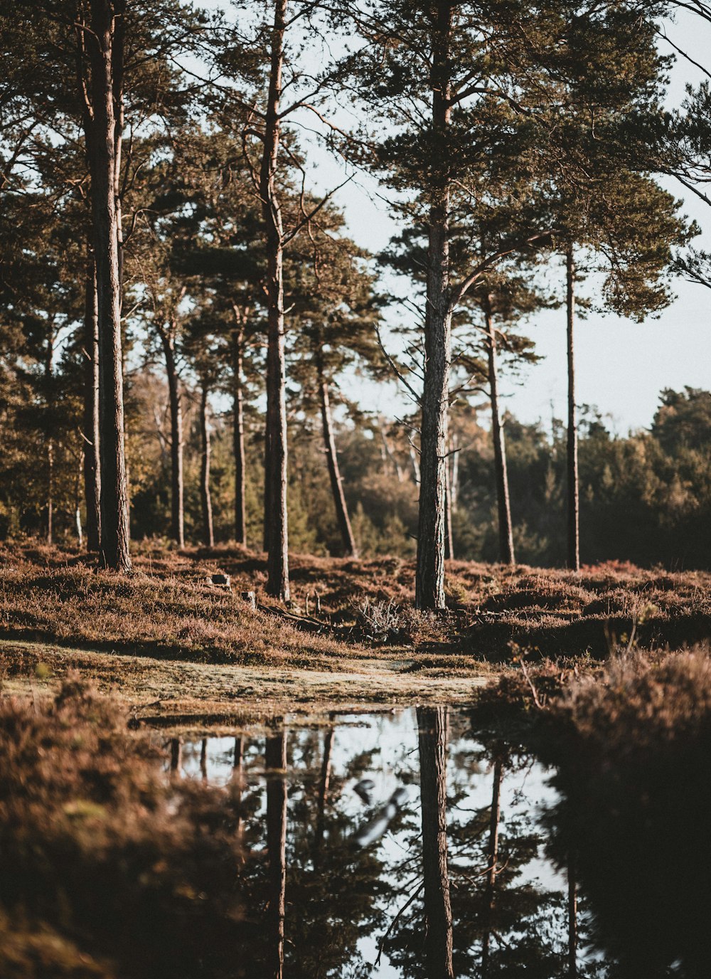 trees near body of water