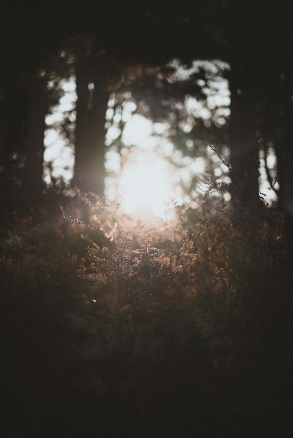 selective focus photography of brown-leafed plants