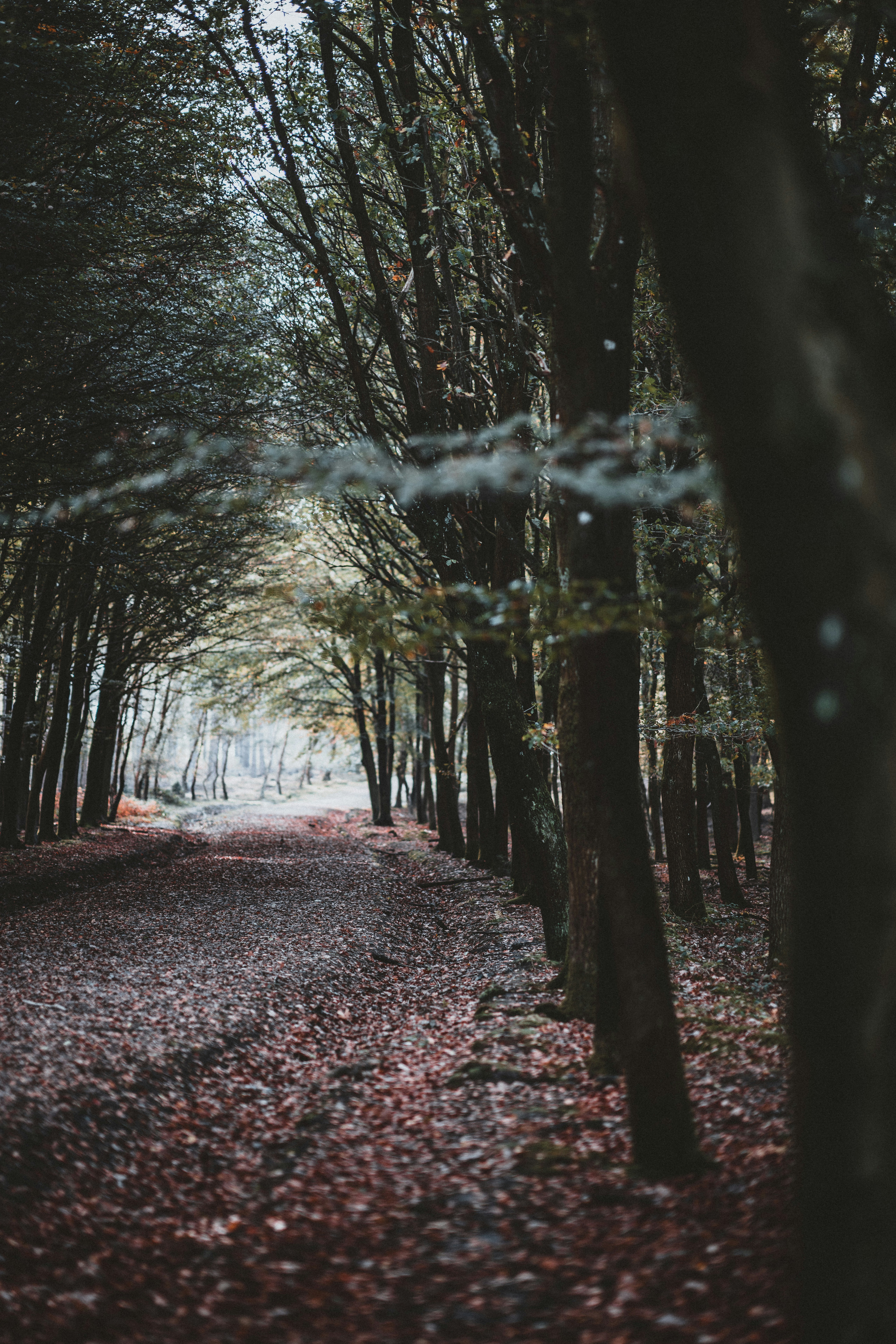 Photo by anniespratt