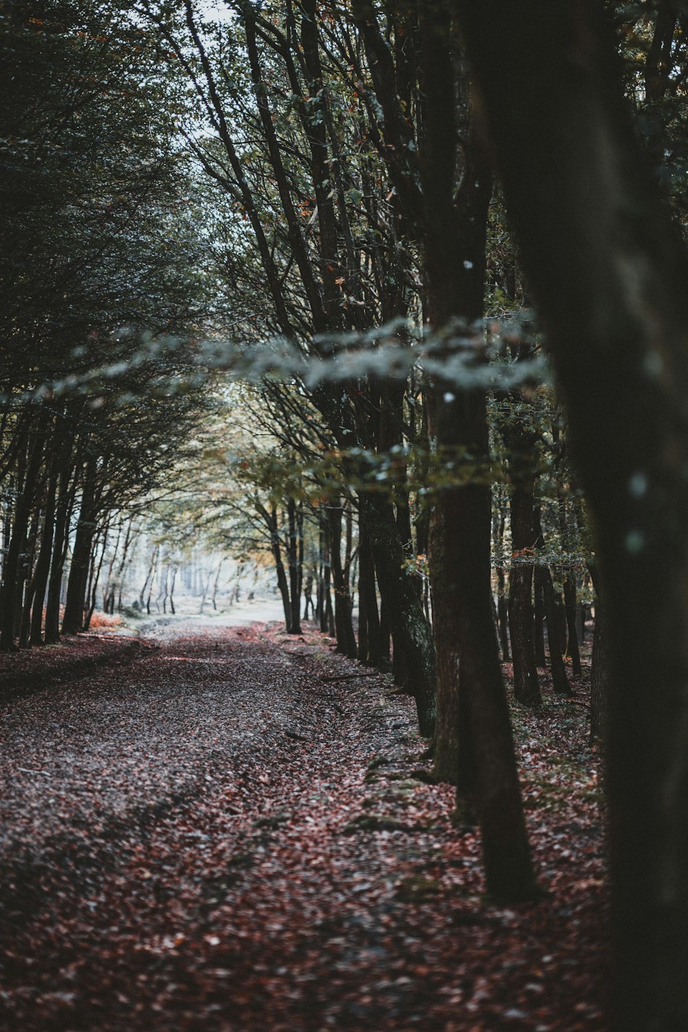 road between trees