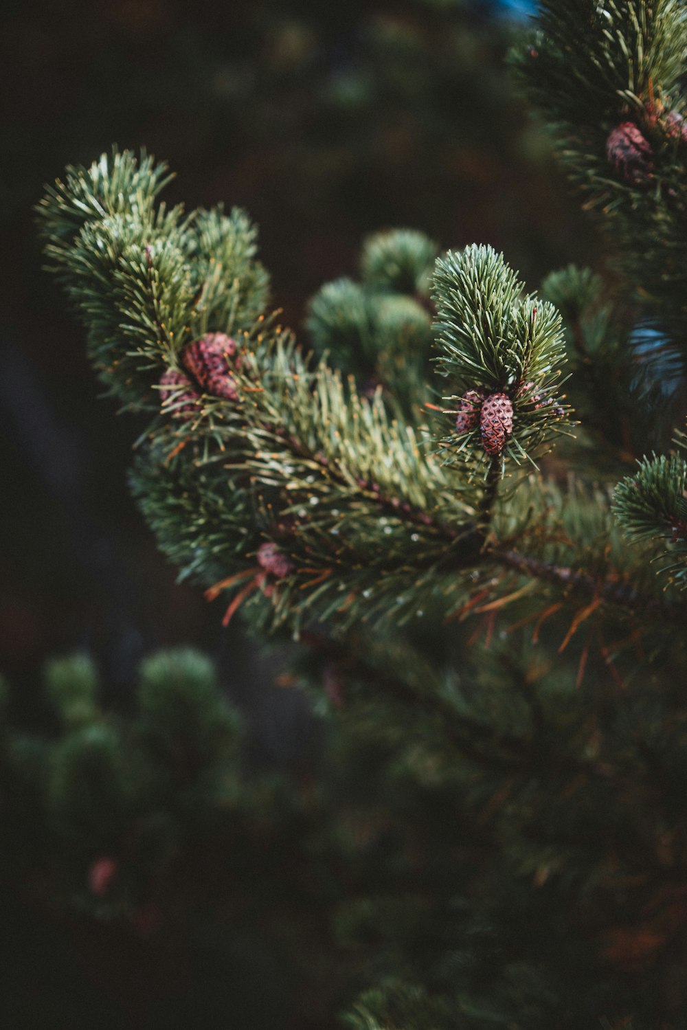 green-leafed plant