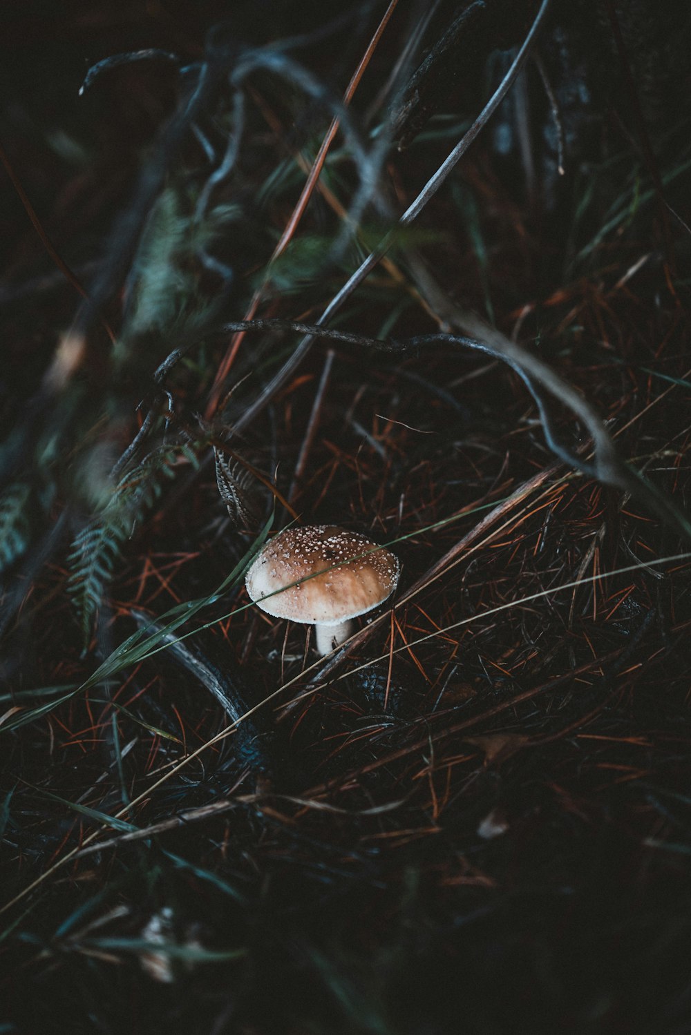 brown mushroom beside grass