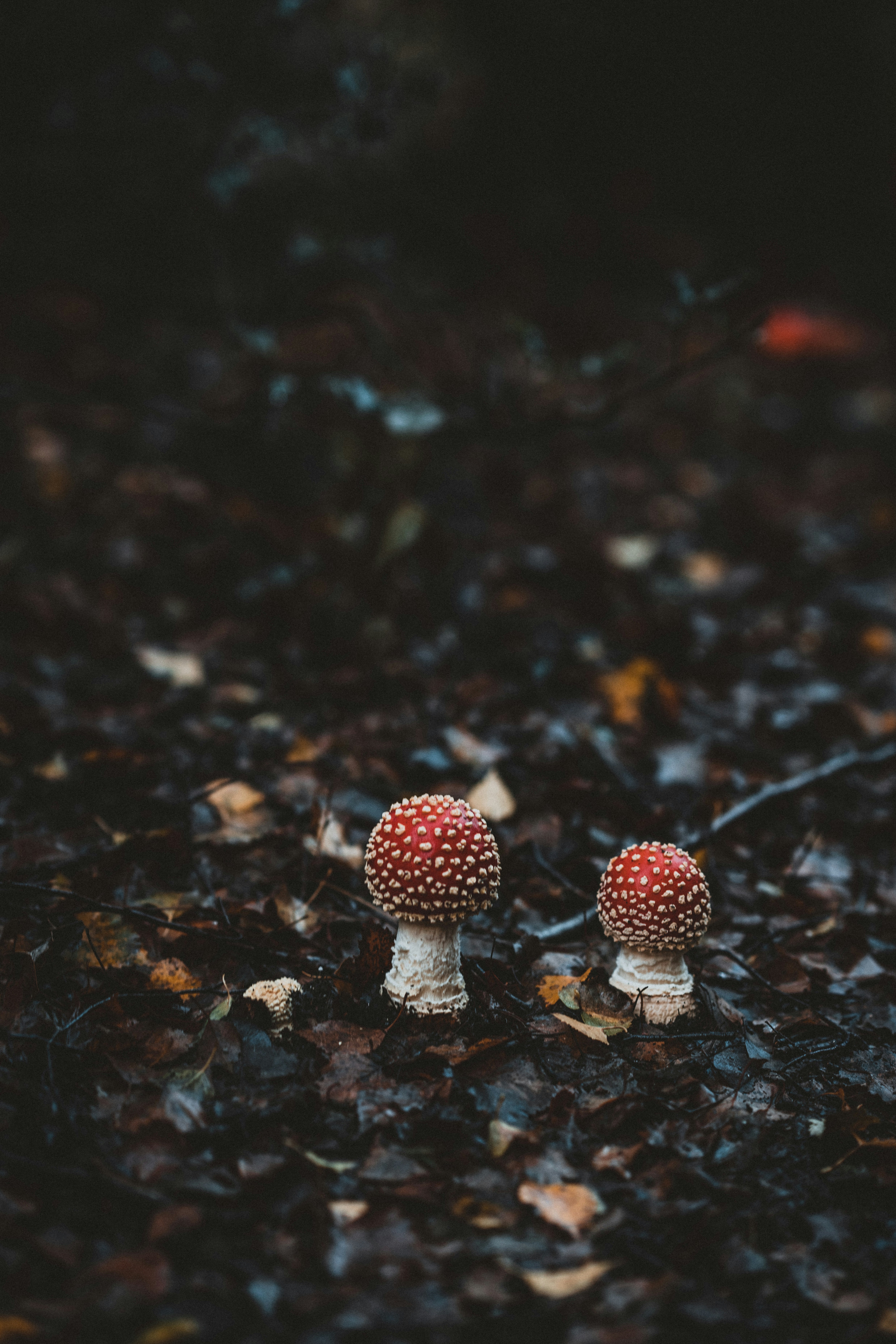 Photo by anniespratt