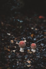 Two red-and-white mushrooms with speckled caps stand amidst dark, damp forest foliage. The ground is covered with a dense layer of fallen leaves in various shades of brown, hinting at a forest floor setting.