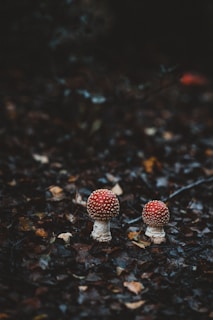 Two red-and-white mushrooms with speckled caps stand amidst dark, damp forest foliage. The ground is covered with a dense layer of fallen leaves in various shades of brown, hinting at a forest floor setting.
