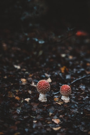 Two red-and-white mushrooms with speckled caps stand amidst dark, damp forest foliage. The ground is covered with a dense layer of fallen leaves in various shades of brown, hinting at a forest floor setting.
