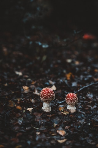 Two red-and-white mushrooms with speckled caps stand amidst dark, damp forest foliage. The ground is covered with a dense layer of fallen leaves in various shades of brown, hinting at a forest floor setting.