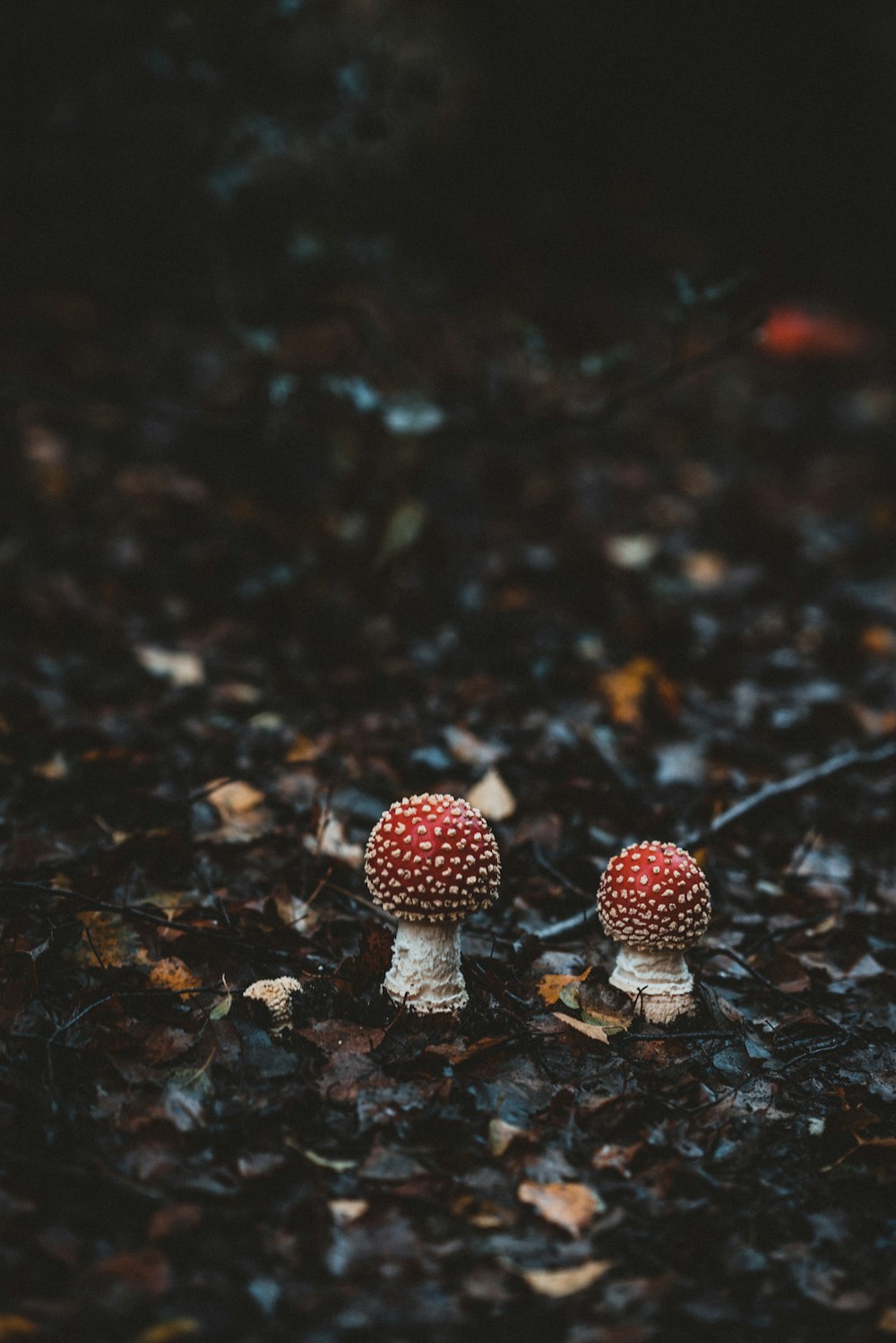 two red mushrooms