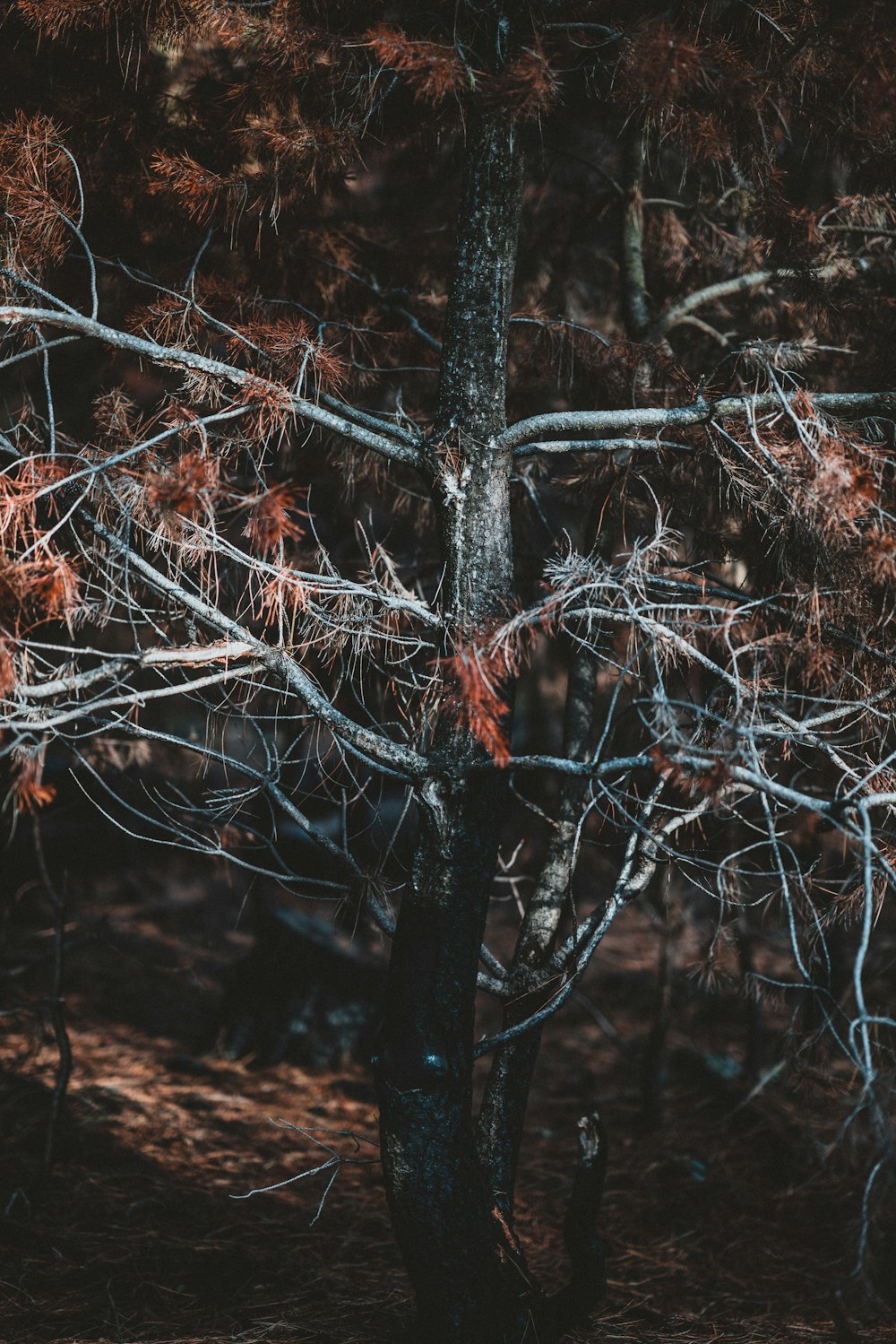 árbol de hojas marrones