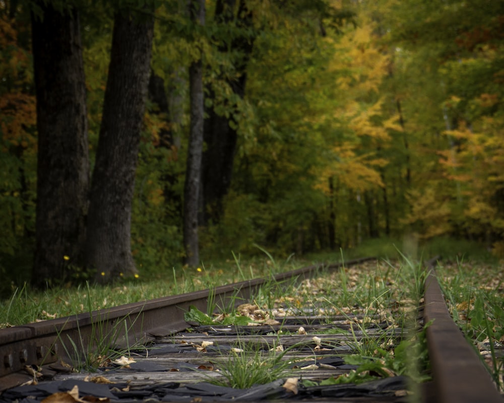 train track surrounded by trees