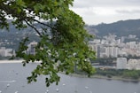 Scenic view of lush greenery along the waterway.