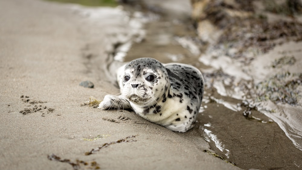 seal on sandy ground