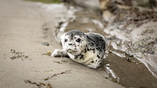seal on sandy ground in Cape Blanco United States
