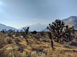 A desert landscape featuring a variety of Joshua trees spread across the rocky terrain. In the background, mountains are visible under a clear blue sky with warm sunlight illuminating the scene.