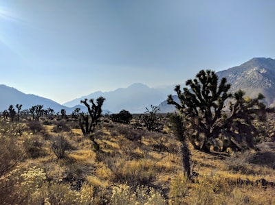 A desert landscape featuring a variety of Joshua trees spread across the rocky terrain. In the background, mountains are visible under a clear blue sky with warm sunlight illuminating the scene.