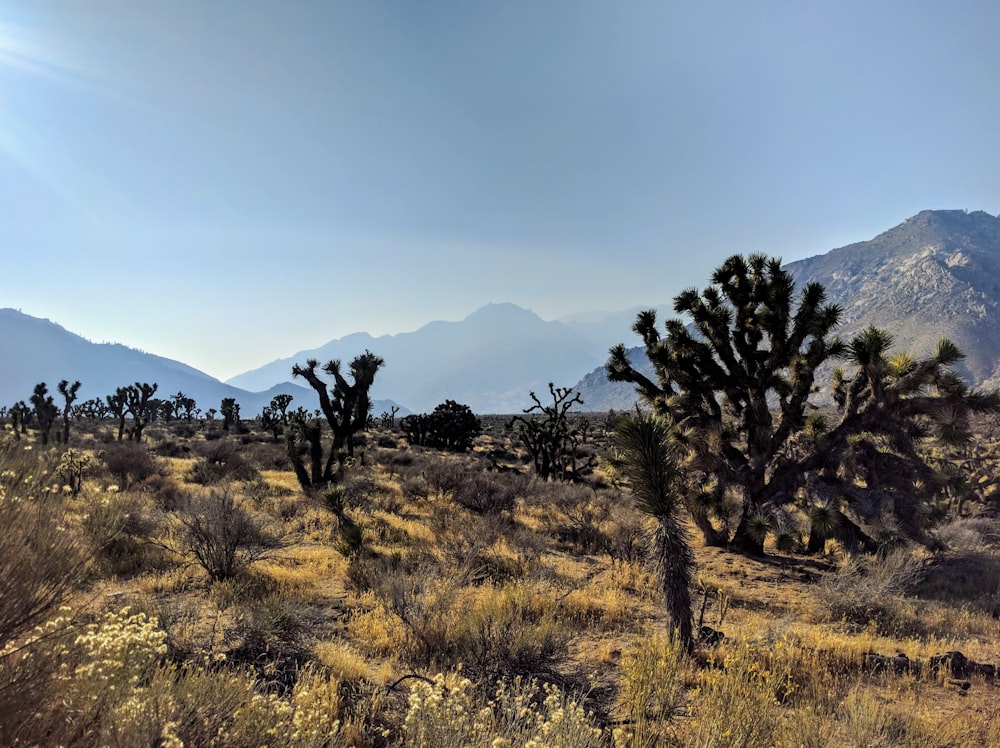 cactus on grass field near mountain