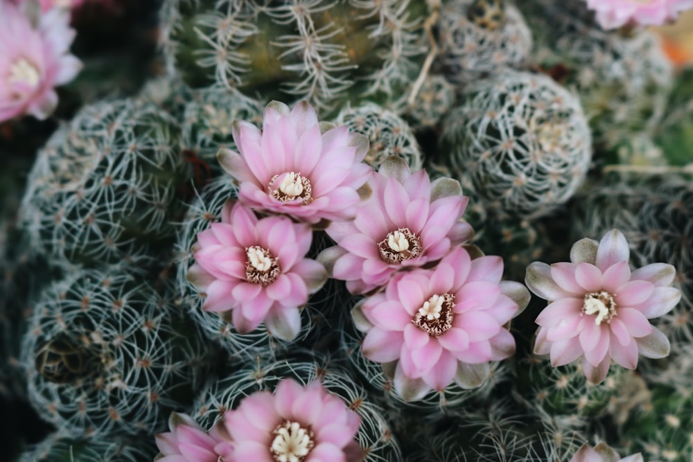 pink petaled flowers