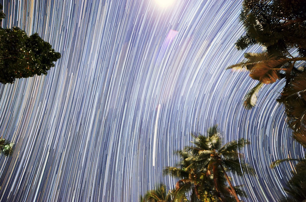 low angle photo of trees