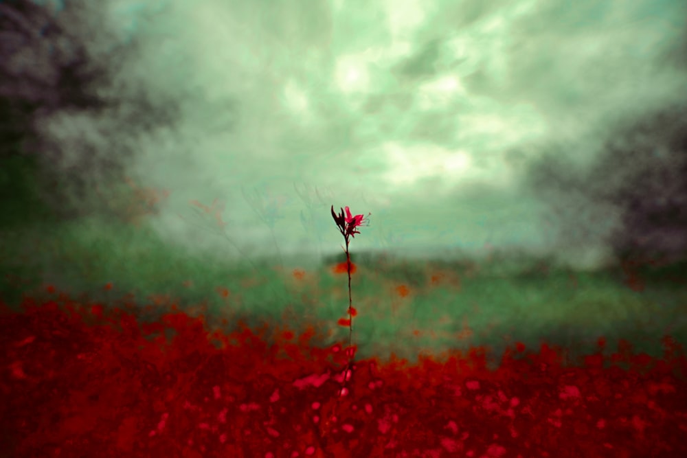 selective focus photo of red-petaled flower