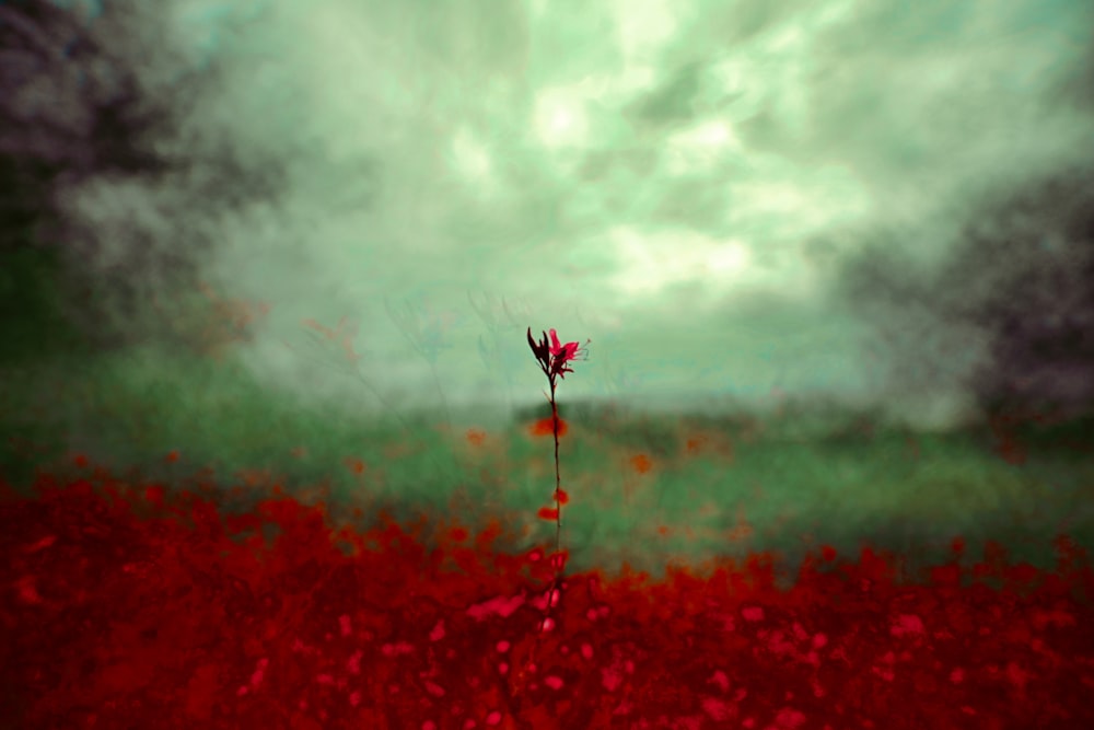 foto de foco seletivo da flor de pétalas vermelhas