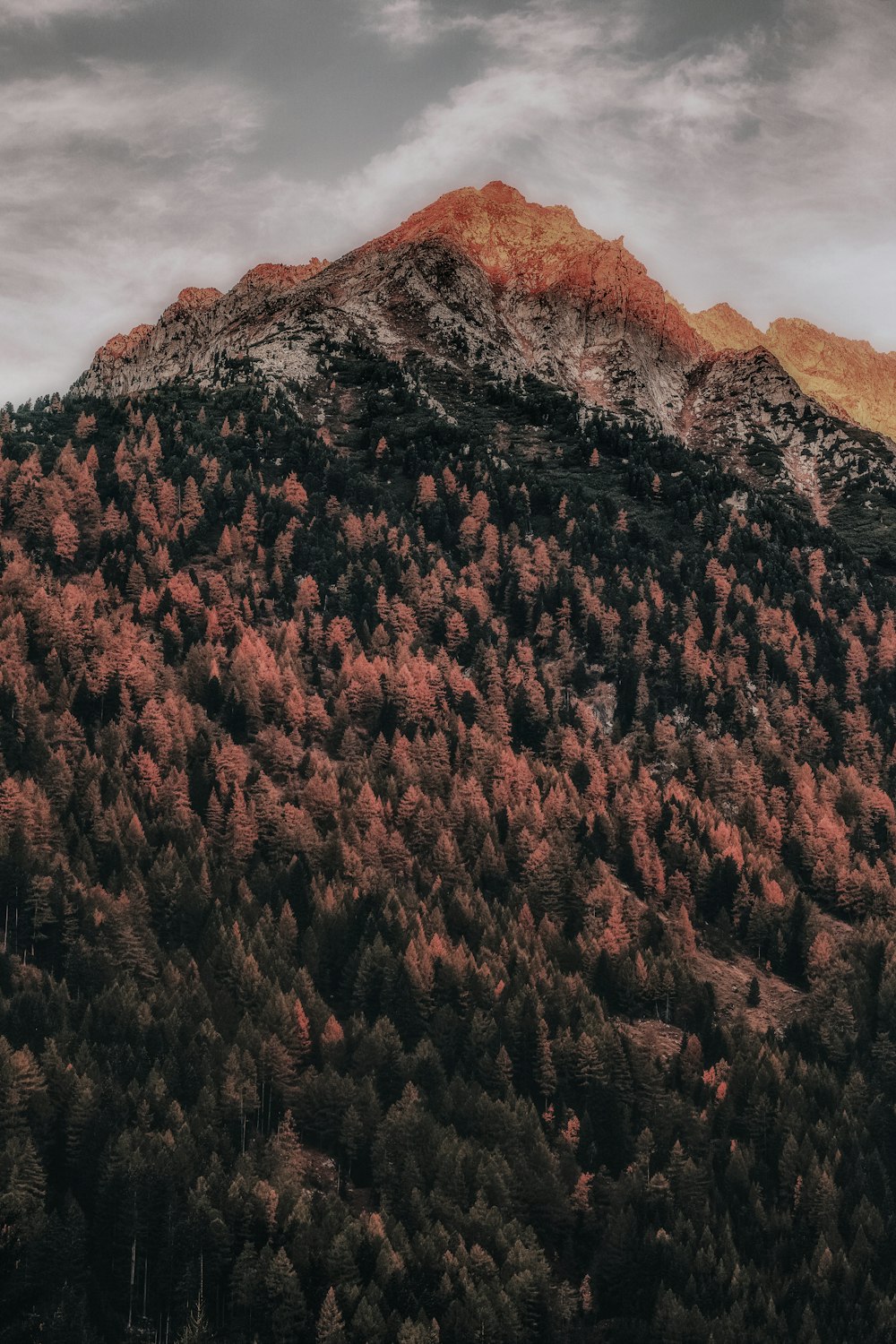 green trees covered mountain