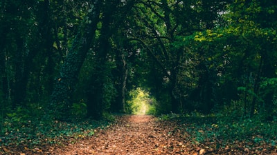 green trees during daytime