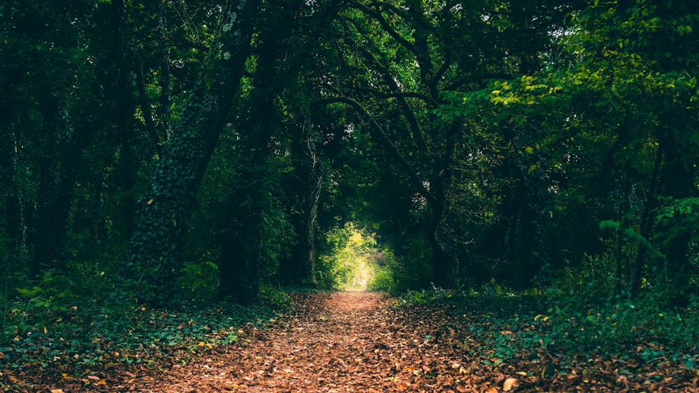 green trees during daytime