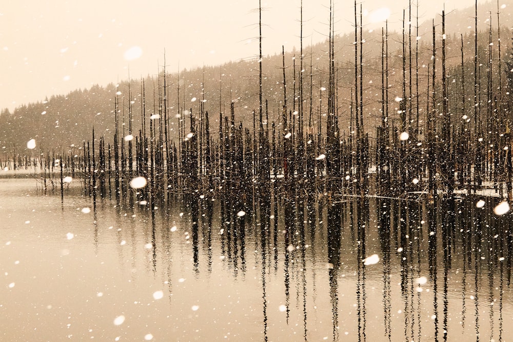 a lake surrounded by trees covered in snow