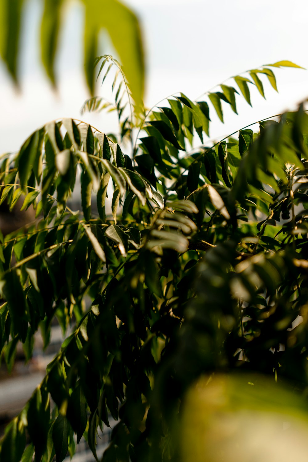 green leaf