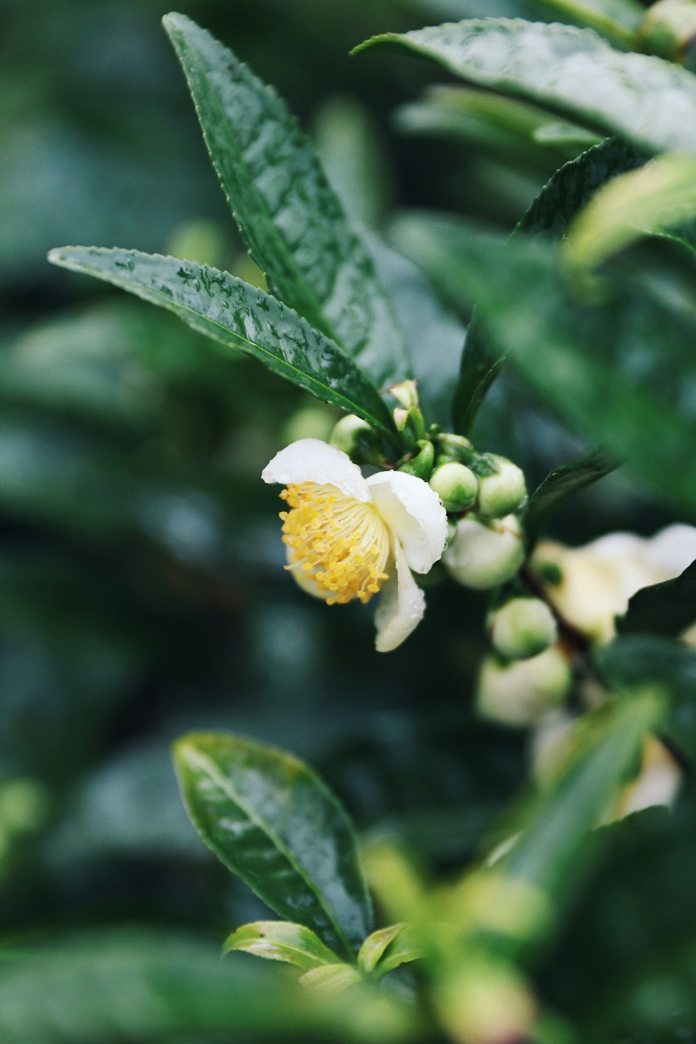 close up photography of white flower