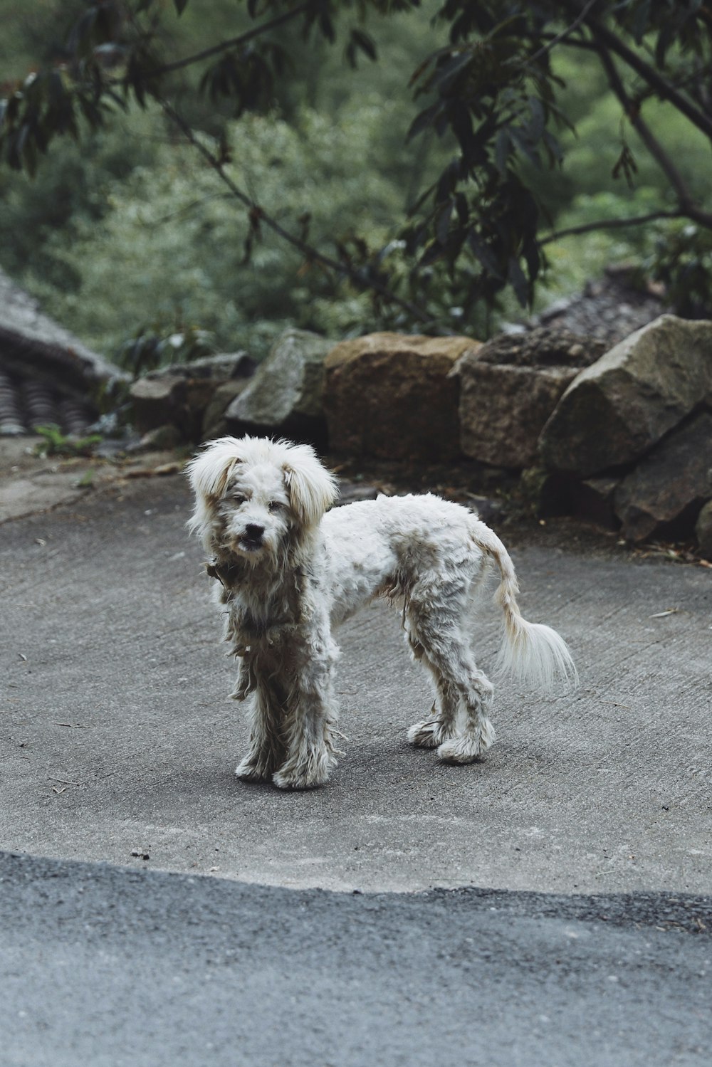 short-coated white dog standing on gray surface