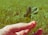 A cheerful person holding a four-leaf clover in a sunny garden.