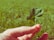 A cheerful person holding a four-leaf clover in a sunny garden.