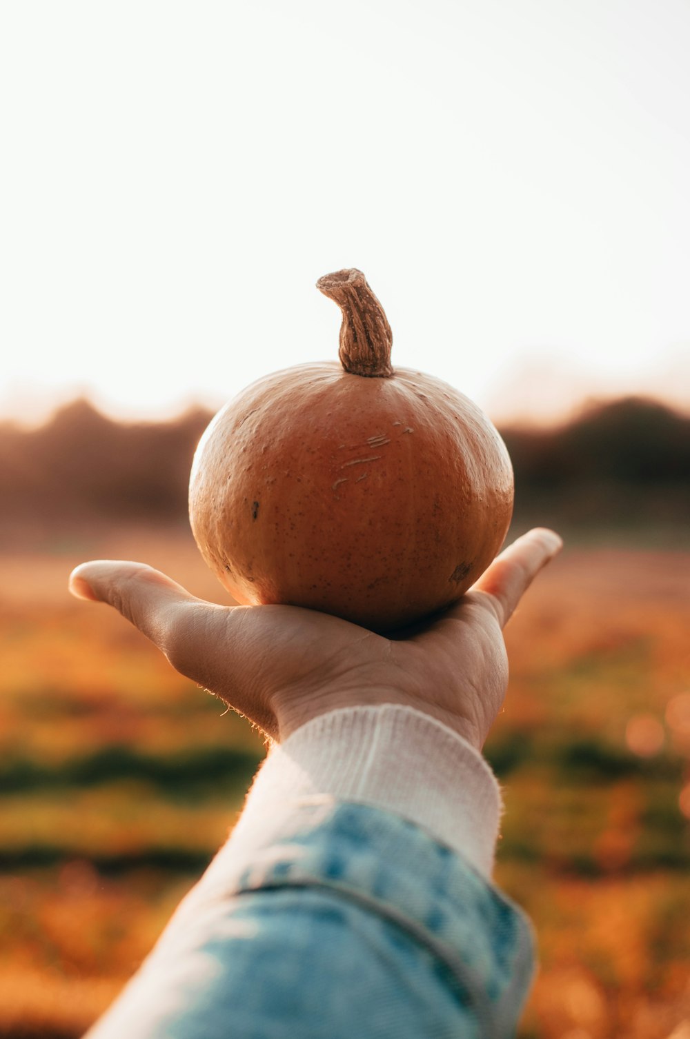 person holding pumpkin \